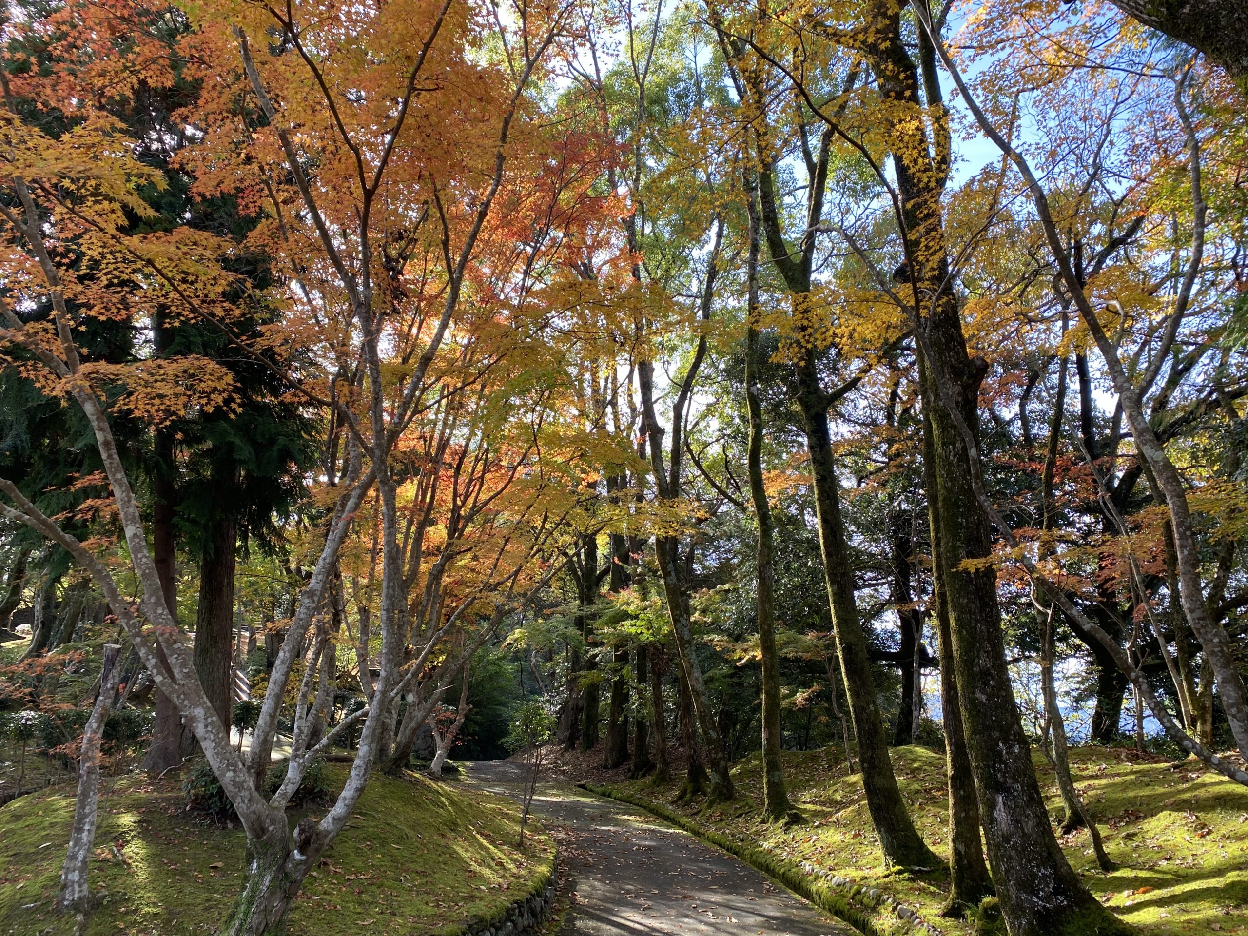 12月に入った四万十ではやっぱり寒さを感じるようになりました | 高知 四万十の城山に建つ旅館 なごみ宿【安住庵】